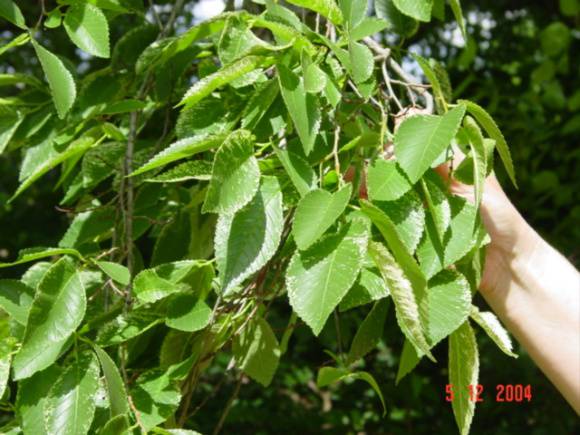 T11182 Ulmus minor variegata Clunes