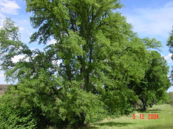 T11182 Ulmus minor variegata Clunes