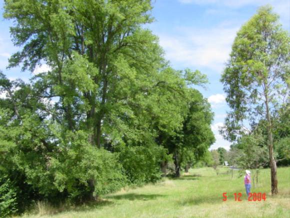T11182 Ulmus minor variegata Clunes