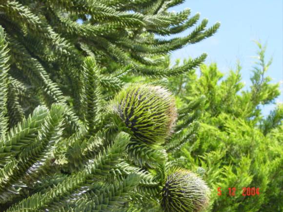 T11513 Araucaria araucana Creswick