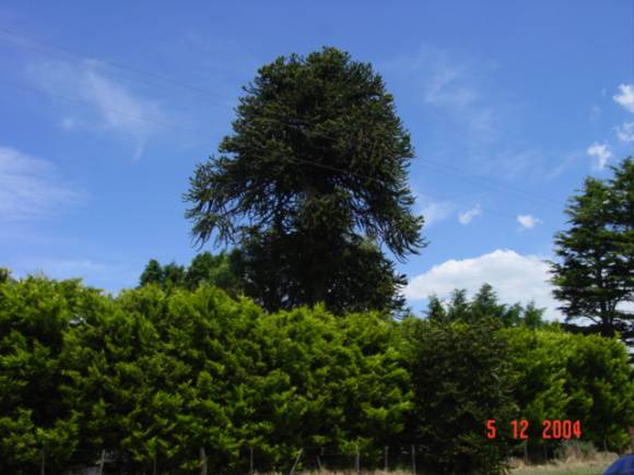 T11513 Araucaria araucana Creswick