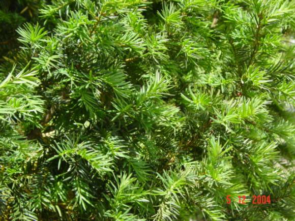 T11514 Taxus baccata Creswick