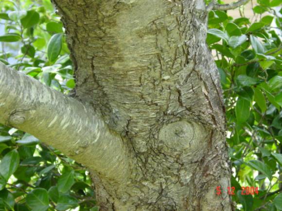 T11515 Prunus pollardi