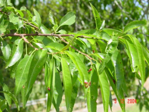 T11515 Prunus pollardi