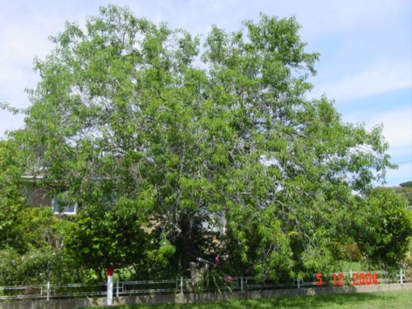 T11515 Prunus pollardi