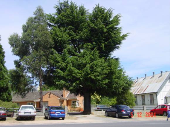 T11516 Abies pinsapo