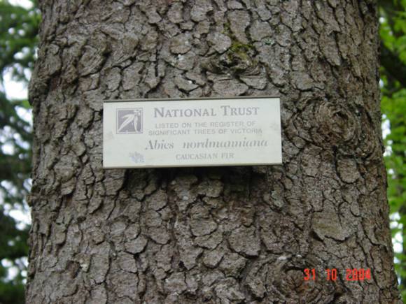 T11522 Abies nordmanniana