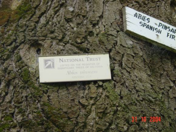 T11523 Abies pinsapo 