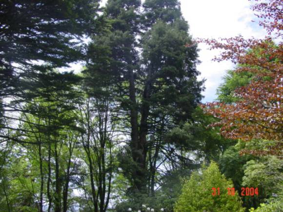 T11523 Abies pinsapo
