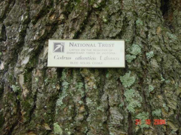 T11524 Cedrus atlantica f glauca