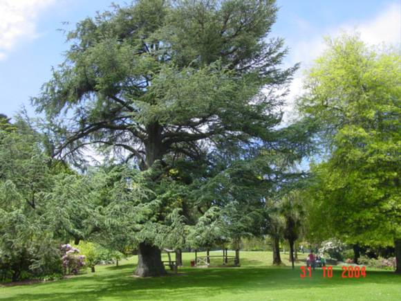T11524 Cedrus atlantica f. glauca