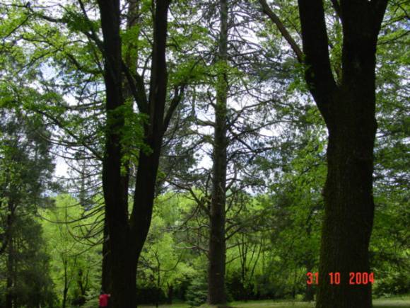 T11526 Pinus ponderosa