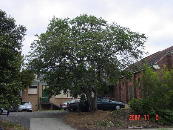 T11195 Crataegus azarolus Traralgon