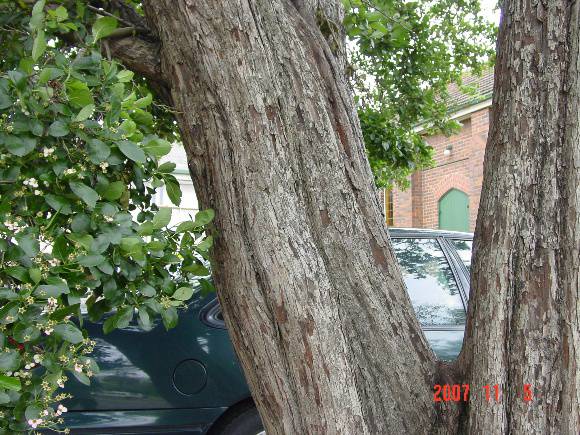T11195 Crataegus azarolus Traralgon