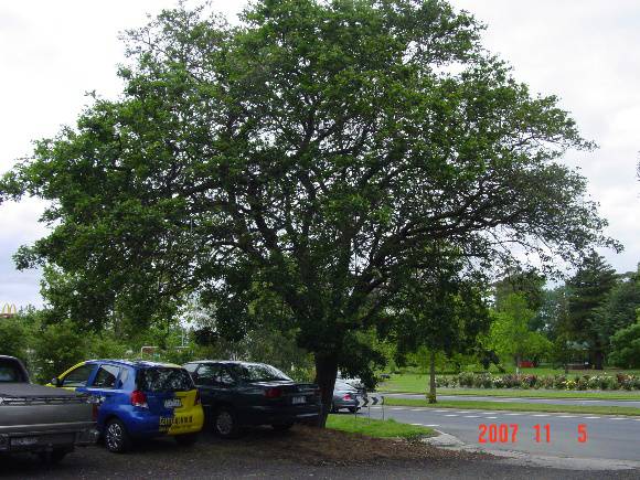 T11195 Crataegus azarolus Traralgon