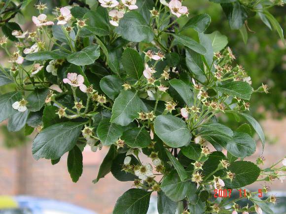 T11195 Crataegus azarolus Traralgon
