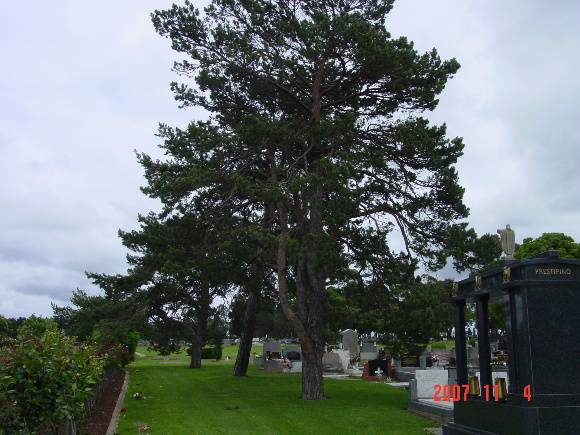 T11196 Pinus sylvestris