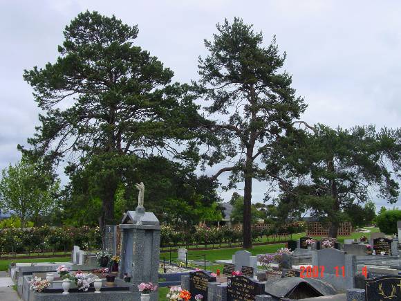 T11196 Pinus sylvestris 