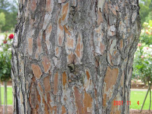 T11196 Pinus sylvestris 