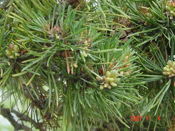 T11196 Pinus sylvestris 