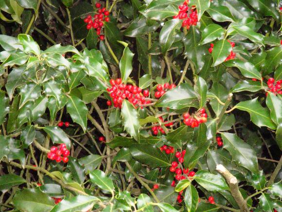 T11654 Ilex kingiana Mt Macedon