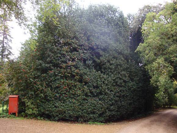 T11654 Ilex kingiana Mt Macedon