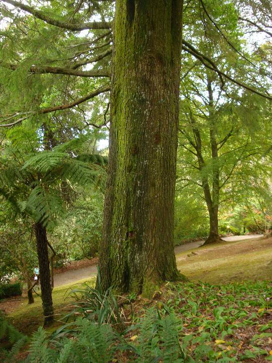 T11660 Tsuga canadensis Mt Macedon