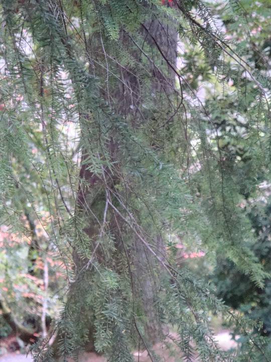 T11660 Tsuga canadensis Mt Macedon