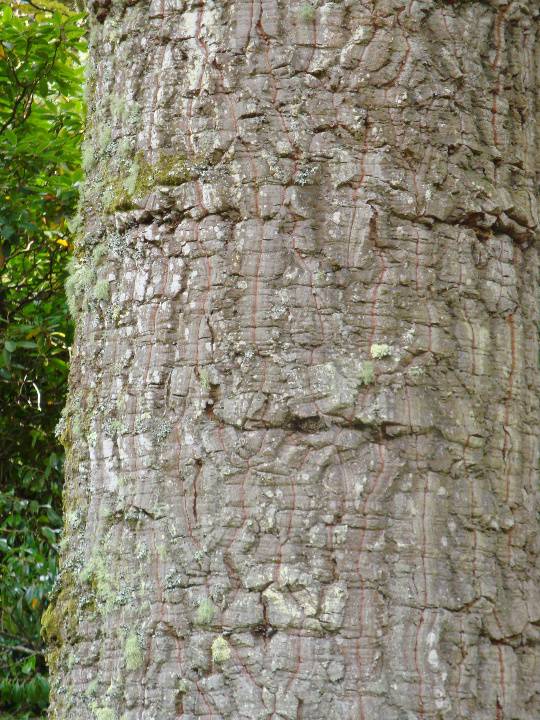 T11661 Araucaria araucana 