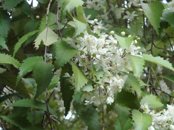 T11662 Hoheria populnea Mt Macedon