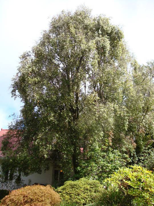 T11662 Hoheria populnea Mt Macedon