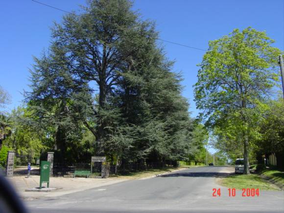 T11773 Cedrus atlantica f. glauca 