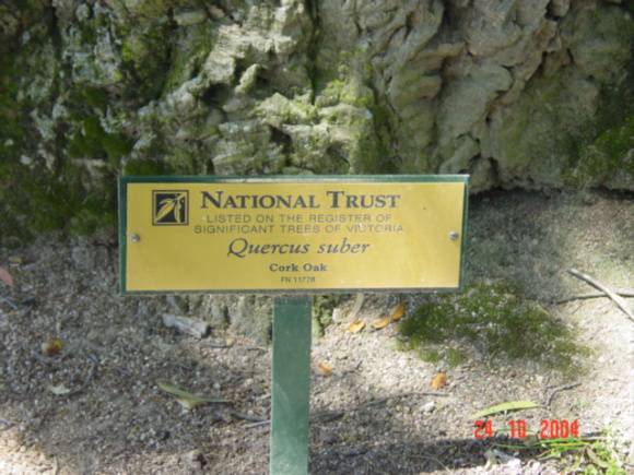 T11778 Quercus suber 