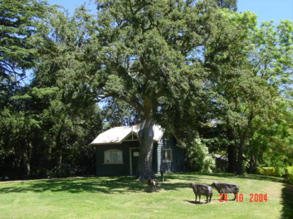 T11778 Quercus suber 