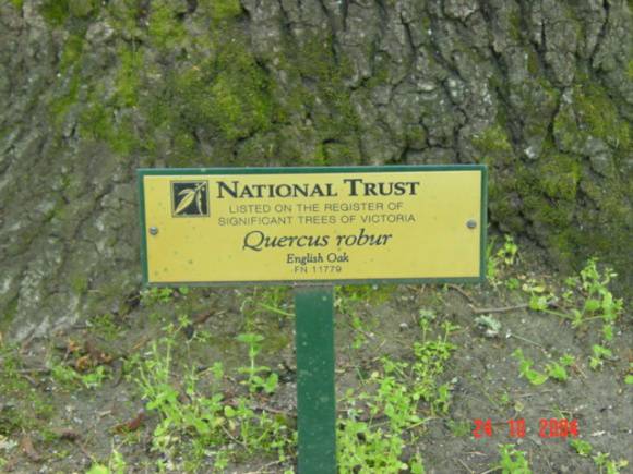 T11779 Quercus robur