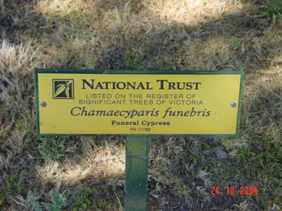T11783 Chamaecyparis funebris 
