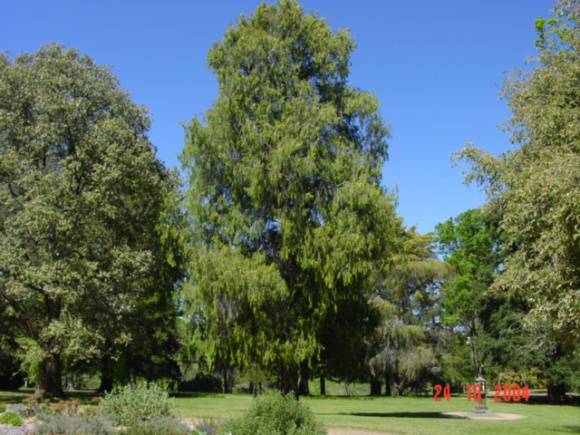 T11783 Chamaecyparis funebris 

