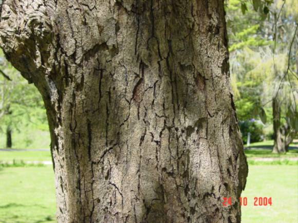 T11785 Quercus leucotrichophora 
