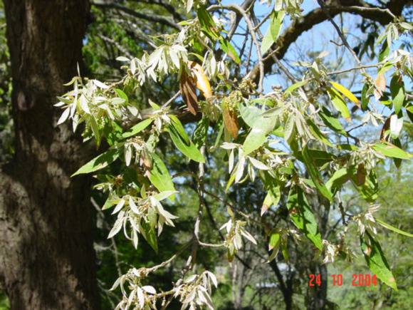 T11785 Quercus leucotrichophora 