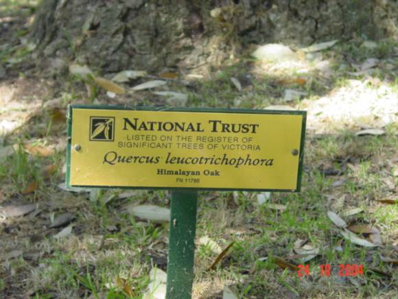 T11785 Quercus leucotrichophora 