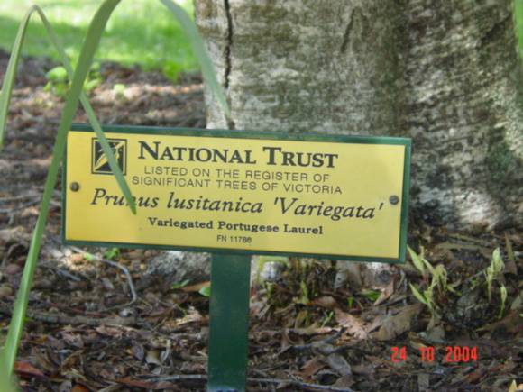 T11786 Prunus lusitanica variegata