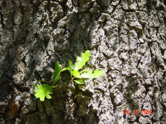 T11787 Quercus macrocarpa var. oliviformis 