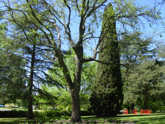 T11787 Quercus macrocarpa var. oliviformis 
