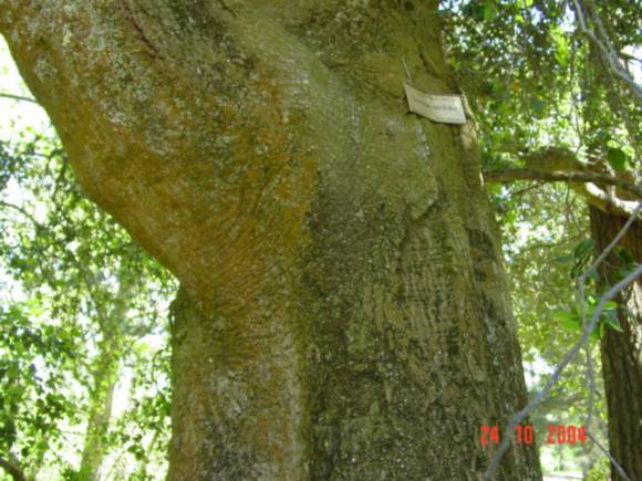 T11788 Quercus agrifolia 