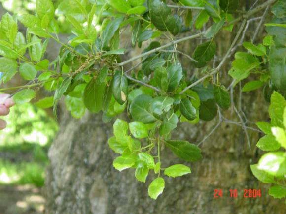T11788 Quercus agrifolia 
