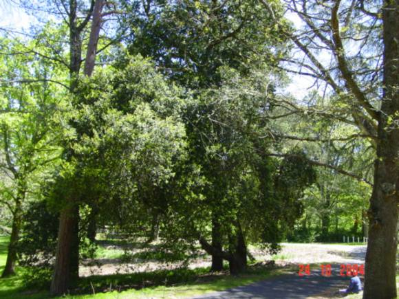 T11788 Quercus agrifolia 