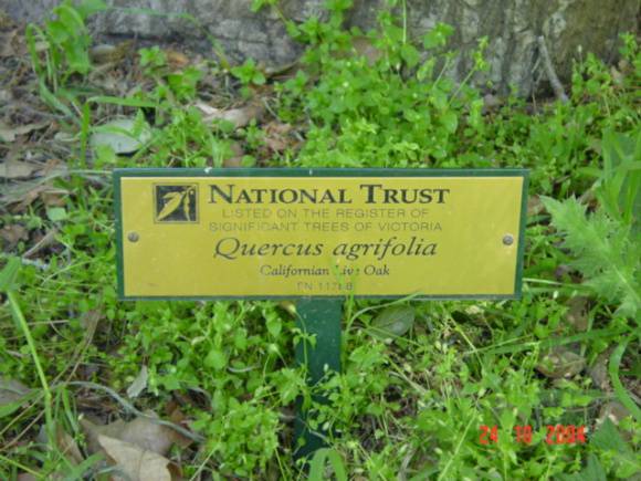 T11788 Quercus agrifolia 