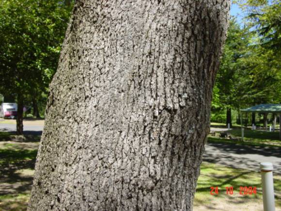 T11790 Quercus douglasii 
