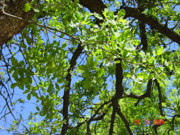 T11790 Quercus douglasii 