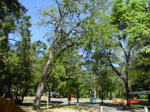 T11790 Quercus douglasii 